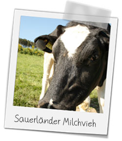 Sauerländer Milchvieh